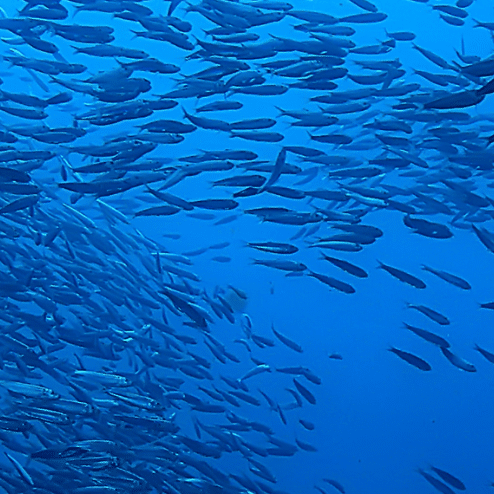 banc poisson - Accueil